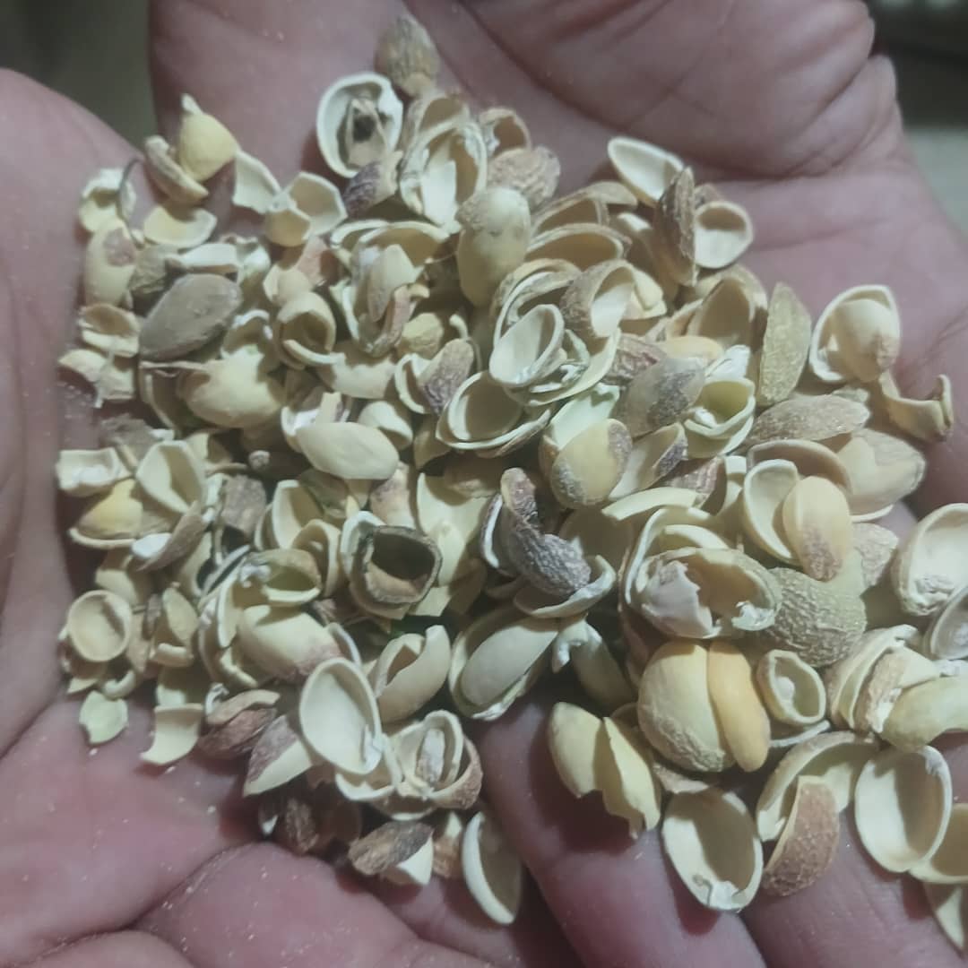 خرید و فروش عمده پوست پسته
